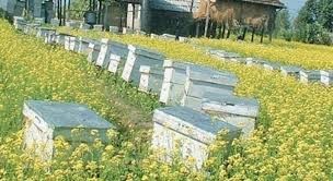 मौरीपालनमा बढ्दो आकर्षण