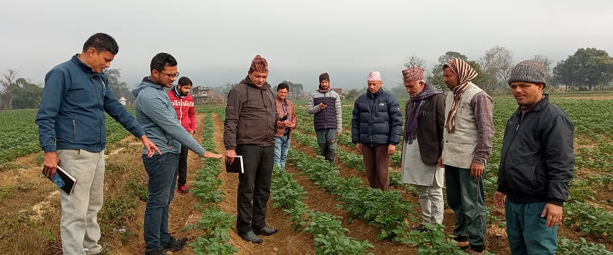 आलु खेतीबारे प्रयोगात्मक प्रविधि सिकाउँदै प्राविधिक
