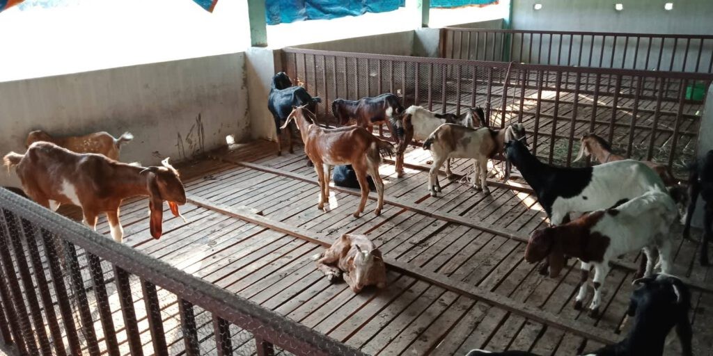 फैलियो पिपिआर : १५ दिनमा ६१ बाख्रा मरे