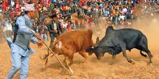नुवाकोटको तारुकामा गोरु जुधाइ कार्यक्रममा झडप, एक घाइते