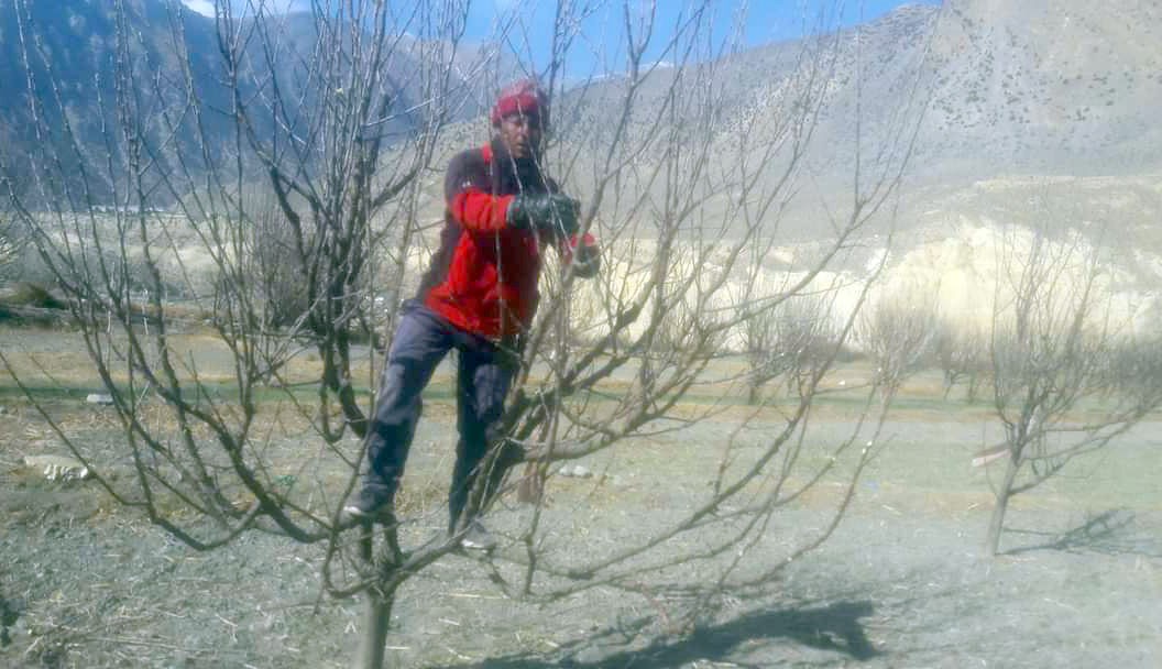 कलमी गरिएका स्याउका बगैँचा