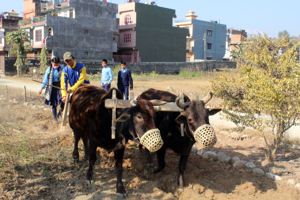विद्यार्थीलाई जोत्न सिकाइँदै
