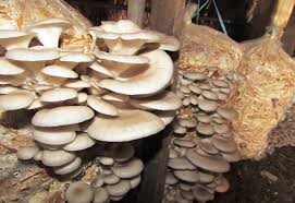 स्वरोजगारका लागि च्याउ र सिस्नु खेती गरिँदै