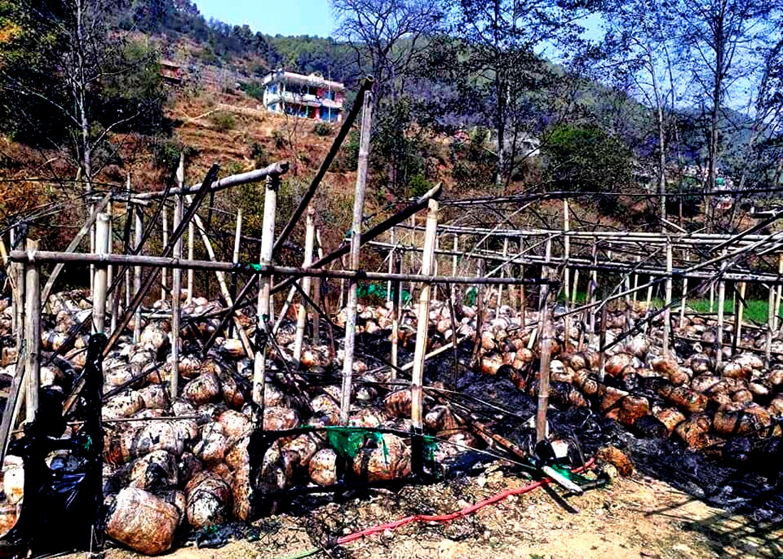 अज्ञात समूहद्वारा लेलेको च्याउ फममा आगजनी