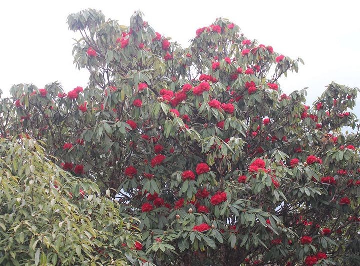 घोडेपानीको जंगलमा फुलेको लालीगुँरास