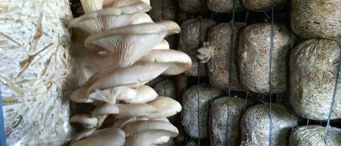 च्याउको बीउ बेचेर मासिक एक लाख आम्दानी