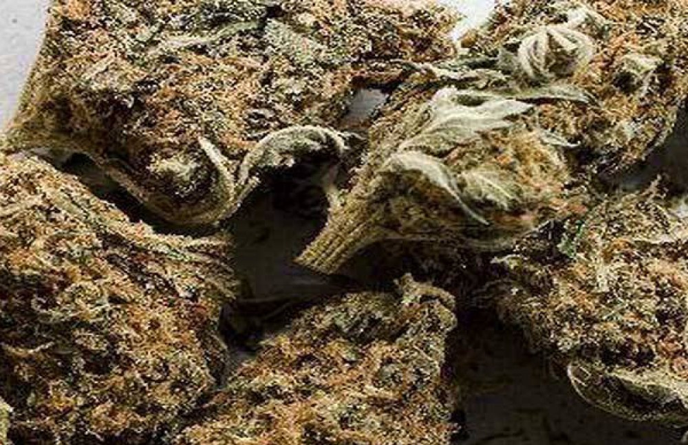 भण्टावारीको केरा बगैँचामा लुकाएर राखिएको  ४९ किलो गाँजा बरामद
