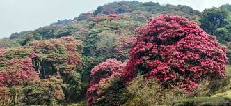 जलवायु परिवर्तन : फुलेन लालीगुराँस, फलेनन् चुत्रो र ऐँसेलु