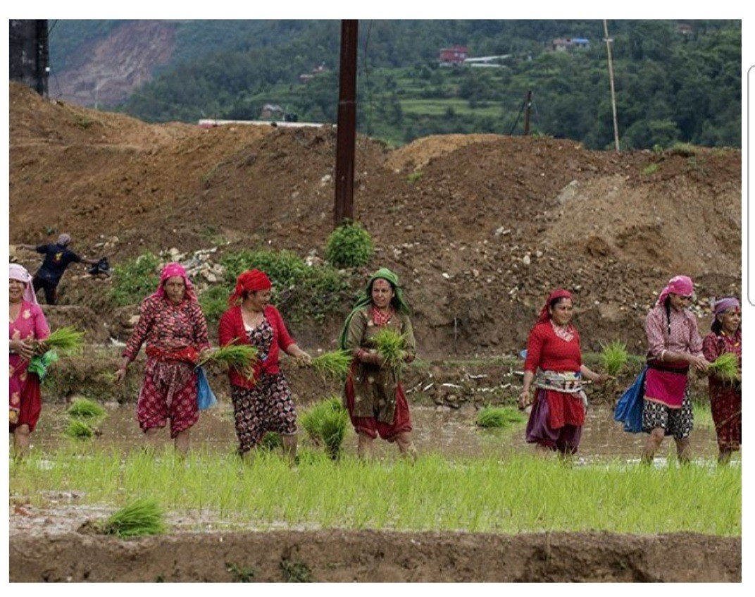Looking back at the annual rice cultivation day.