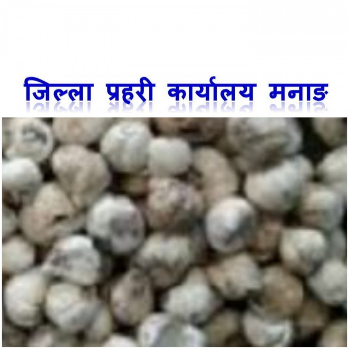29.9 kg wild garlic confiscated in Manang,Two bootleggers held.
