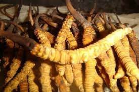 ३ केजी यार्सागुम्बा सहित एक पक्राउ