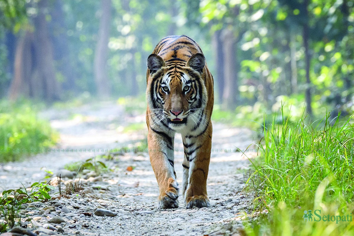 अन्तर्राष्ट्रिय बाघ दिवस : बाघ बढेपछि दंग !