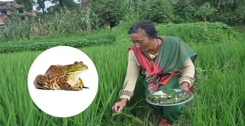 'बाली रक्षक' भ्यागुतालाई तातो भात