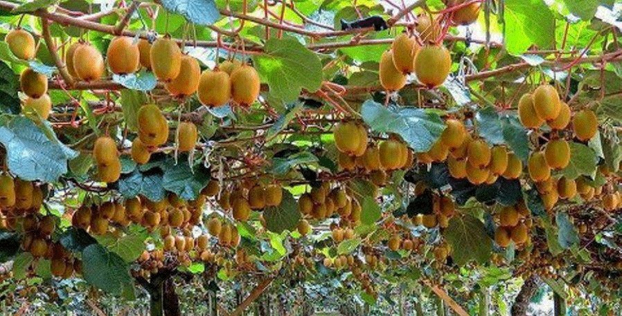 किबीको बिरुवा भूटान निर्यात
