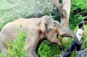 हात्तीको आक्रमणबाट सेनाको मृत्यु 