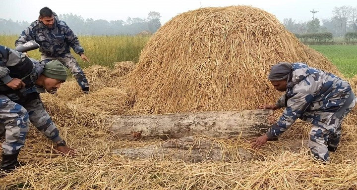 पराल मुनी लुकाएको काठ प्रहरीद्वारा बरामद