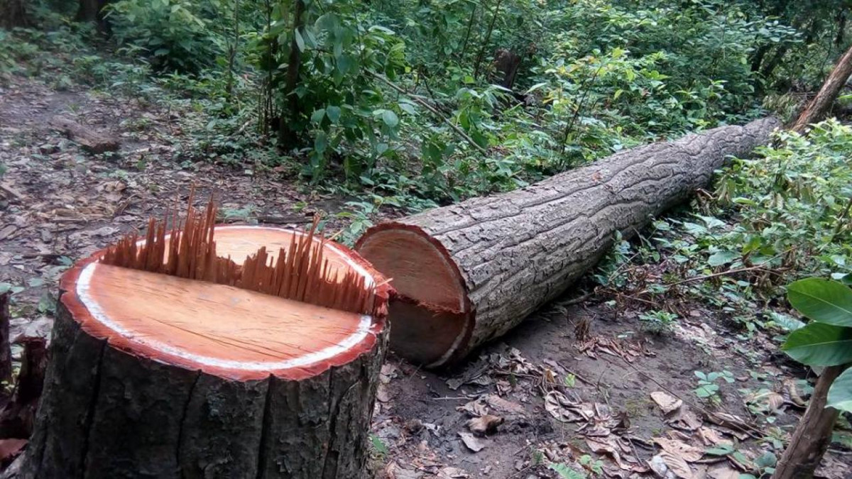 सामुदायिक बनका अध्यक्ष पक्राउ